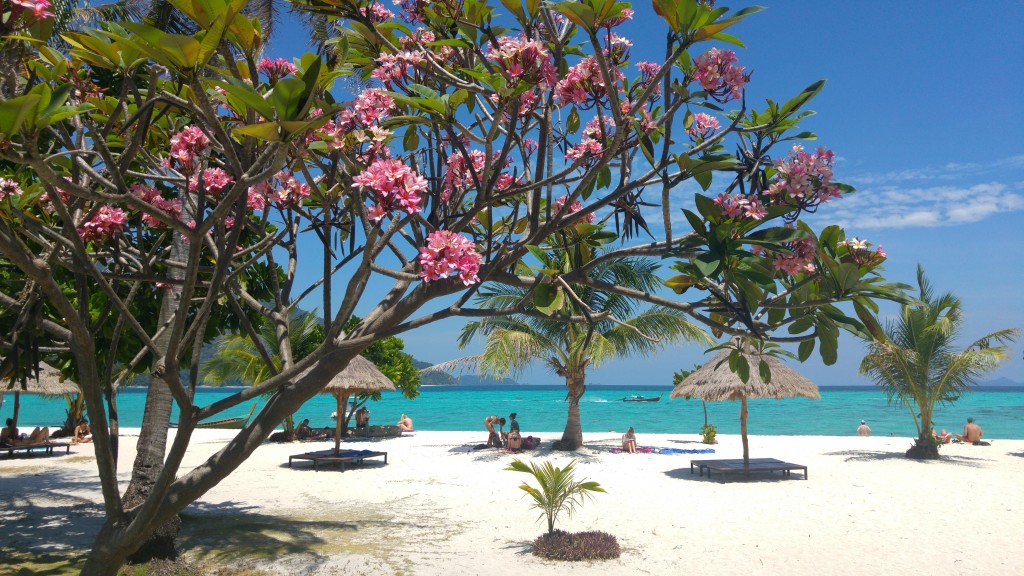 Pink Plumeria Beach by Liivi Leppik