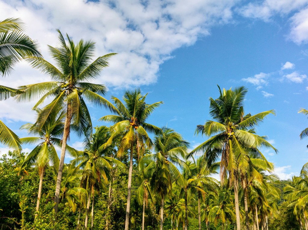 Palm Trees, Beach Pareo by Liivi Leppik