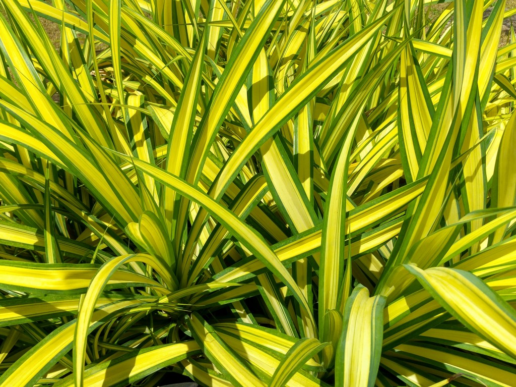 Green Leaves, Beach Pareo by Liivi Leppik